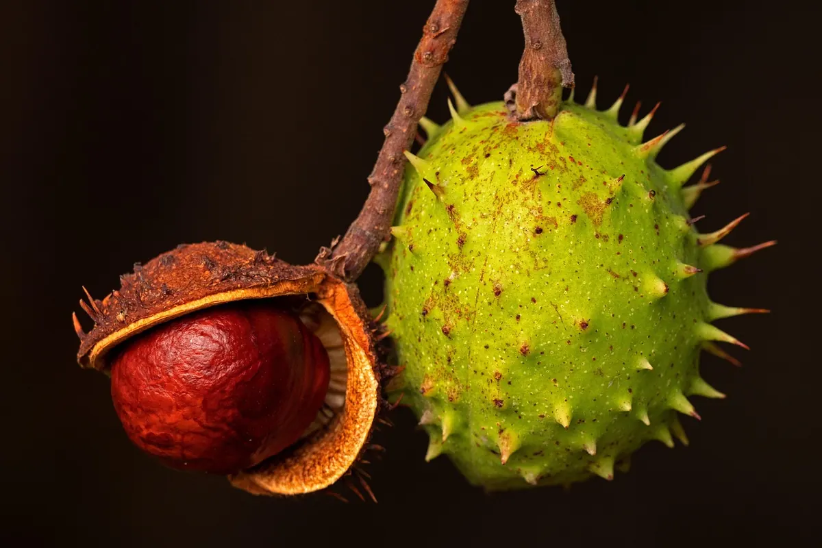 8 Easy Conker Crafts for Beginners (With Household Materials)