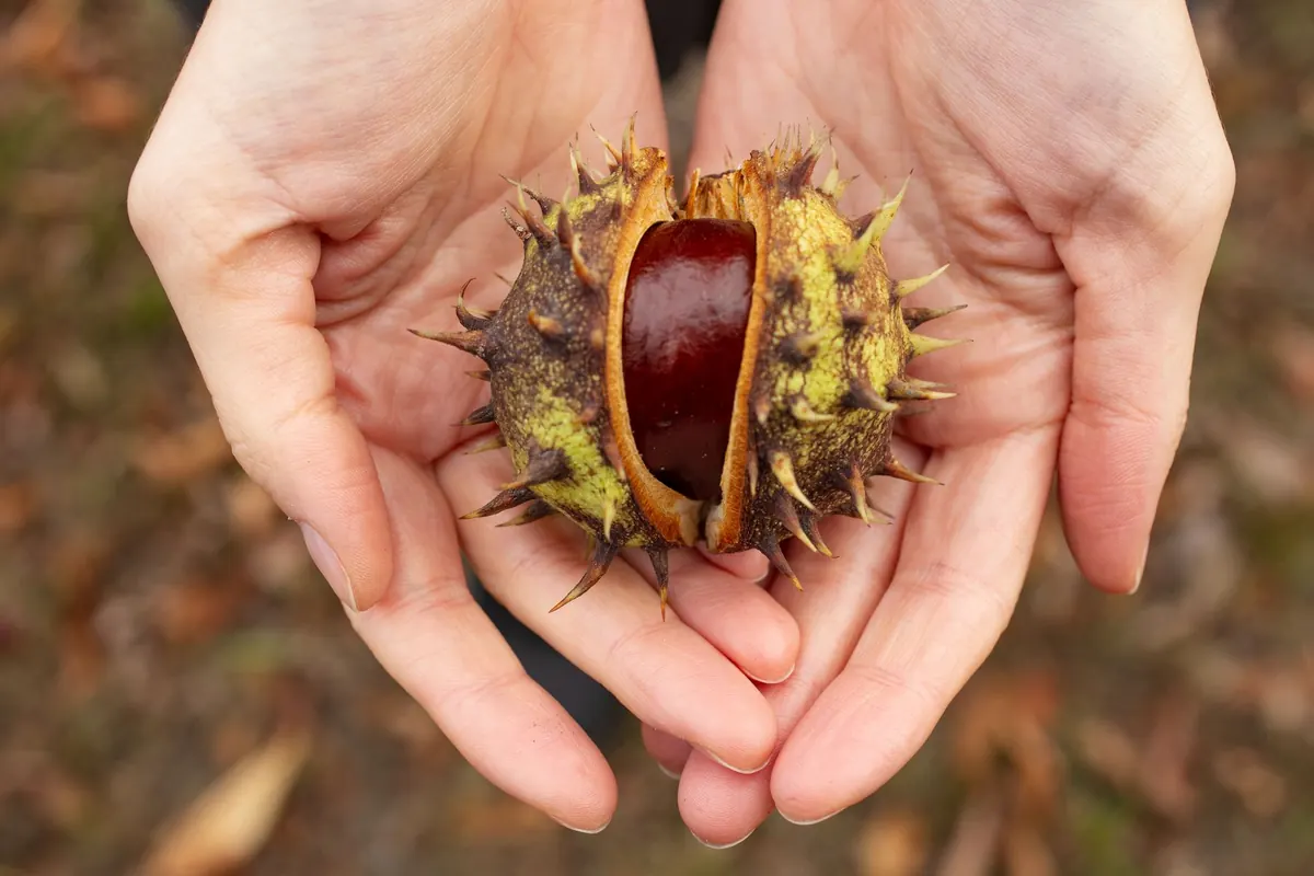 Beginner's Guide to Competitive Conkers: Equipment, Etiquette and Scoring